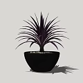 Bonsai Potted Plant with Purple Leaves in Black Pot and Small Stones