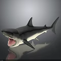 Realistic Shark Figure With Open Mouth Sharp Teeth And Gray Body 3d model