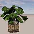 Lush Green Leafy Potted Plant With Large Veined Leaves In Textured Decorative Pot