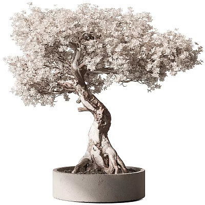 Artistic Bonsai Tree with Twisted Trunk Exposed Roots and Lush Foliage in Pot 3d model
