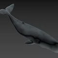 Realistic Gray Whale 3D Model With Smooth Surface And Shadow On Gray Background 3d model
