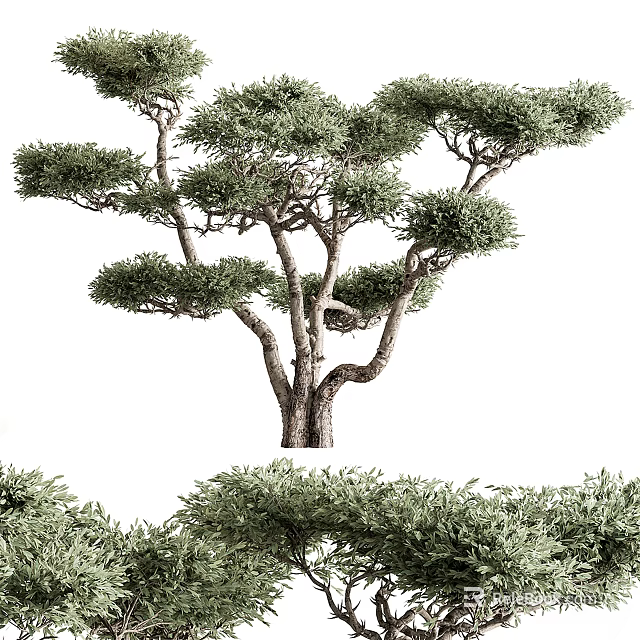 Lush Green Evergreen Tree with Curved Trunk Dense Foliage and Natural Shape in Garden Landscape 3d model 