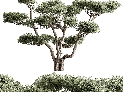 Lush Green Evergreen Tree with Curved Trunk Dense Foliage and Natural Shape in Garden Landscape 3d model