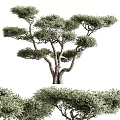 Lush Green Evergreen Tree with Curved Trunk Dense Foliage and Natural Shape in Garden Landscape