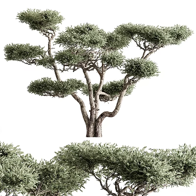 Lush Green Evergreen Tree with Curved Trunk Dense Foliage and Natural Shape in Garden Landscape 3d model
