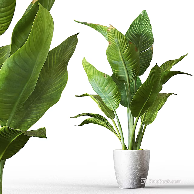 Lush Green Leaf Indoor Potted Plant In White Ceramic Pot For Home Decor 3d model 