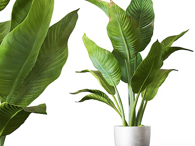 Lush Green Leaf Indoor Potted Plant In White Ceramic Pot For Home Decor 3d model
