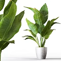 Lush Green Leaf Indoor Potted Plant In White Ceramic Pot For Home Decor