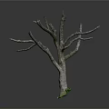 Natural Wooden Tree Trunk With Branches And Green Moss Decorative Element