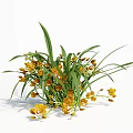 Fresh Yellow Orchid Plant With Green Long Leaves In Clustered Growth