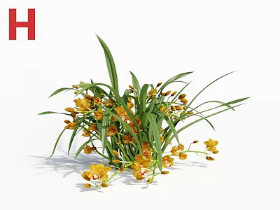 Fresh Yellow Orchid Plant With Green Long Leaves In Clustered Growth 3d model