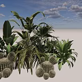 Decorative Indoor Plant Combination With Large Leaves Cacti And Tropical Foliage