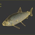 Catfish Carp Sturgeon Bass Freshwater Fish Various Carp Grass Carp Crucian Carp 3d model