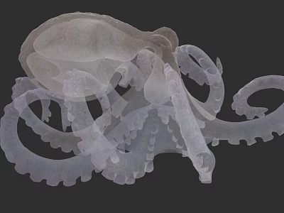 Detailed Transparent Octopus Marine Creature With Curled Tentacles And Smooth Texture 3d model