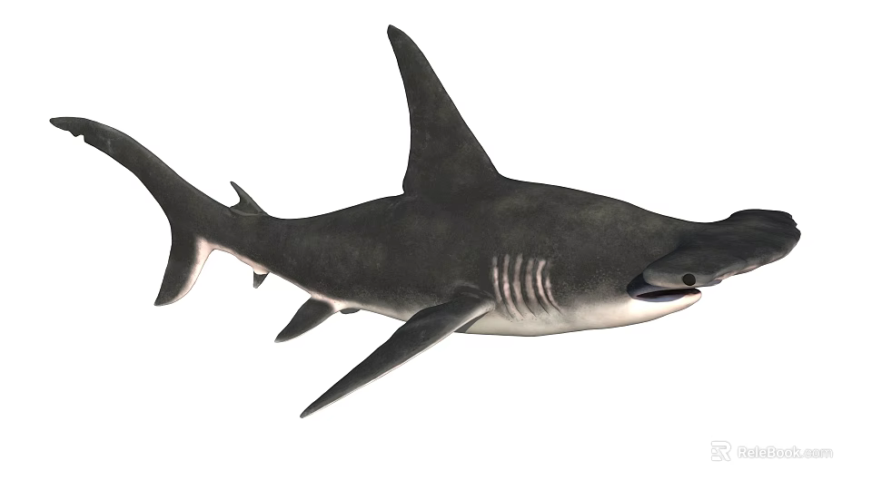 Hammerhead Shark with Distinctive Hammer Shaped Head Swimming in Ocean Waters 3d model 