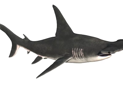Hammerhead Shark with Distinctive Hammer Shaped Head Swimming in Ocean Waters 3d model