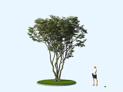 Tall Arbor With Lush Green Leaves Growing On Round Grass Patch Near Standing Woman 3d model