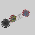 Virus Structure 3D Model Showing HE Dimer S Protein and RNA Components 3d model
