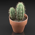 Potted Cactus Plant with Two Green Cacti in Brown Patterned Terracotta Pot