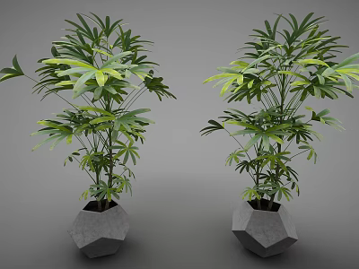 Bonsai Potted Plants in Gray Hexagonal Pots with Lush Green Leaves 3d model
