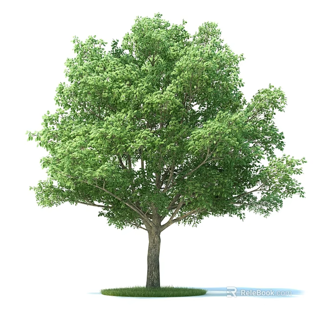 Tall Arbor With Lush Green Leaves And Sturdy Trunk Isolated On White Background 3d model 