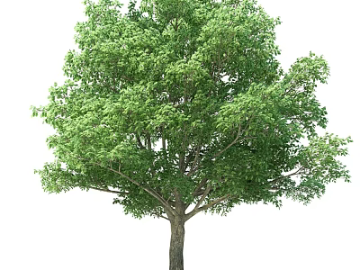 Tall Arbor With Lush Green Leaves And Sturdy Trunk Isolated On White Background 3d model