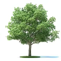 Tall Arbor With Lush Green Leaves And Sturdy Trunk Isolated On White Background