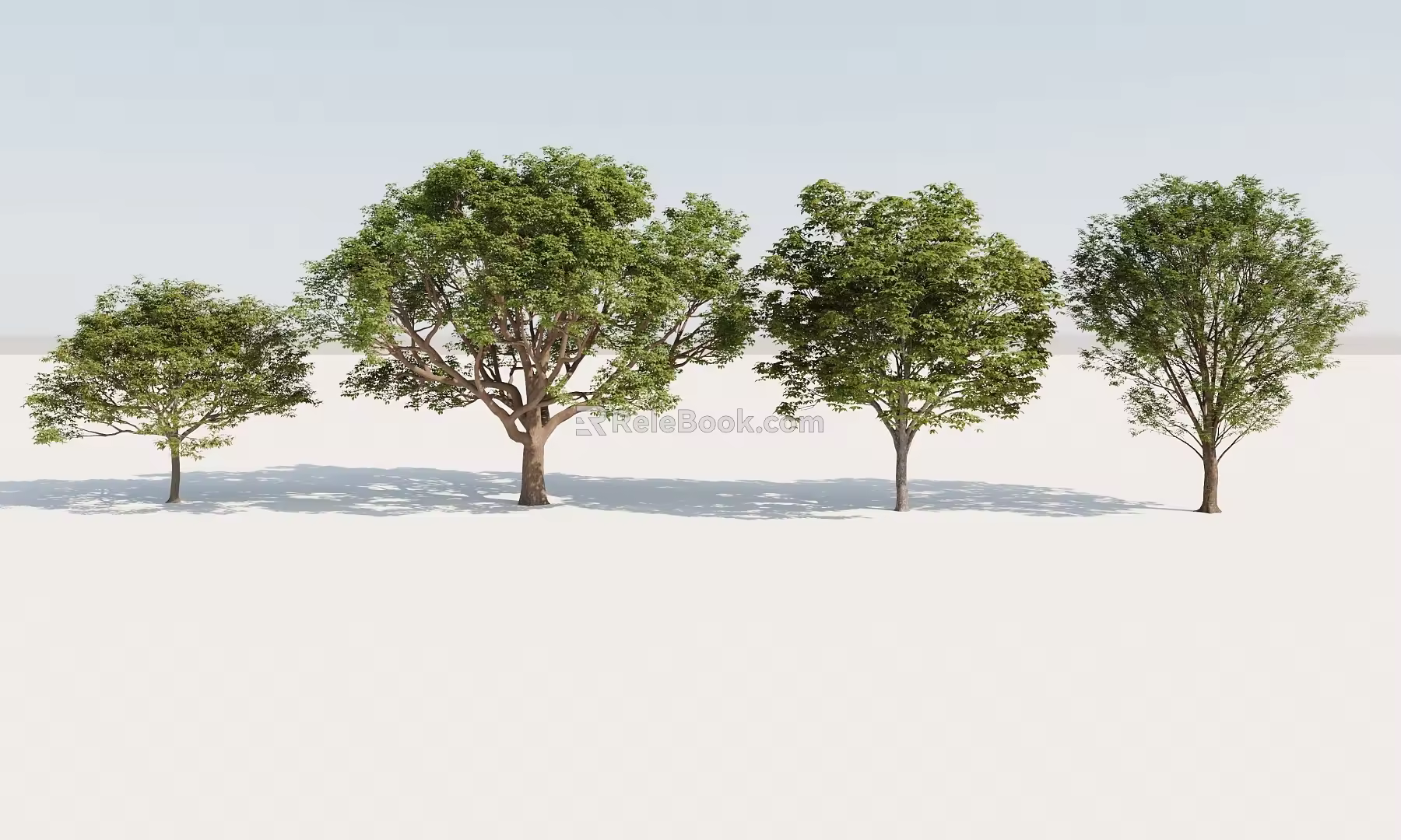 regular trees, green trees, street trees 3d model