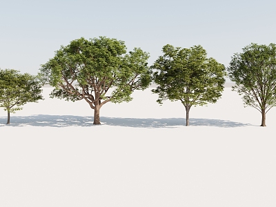 regular trees, green trees, street trees model