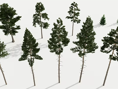 Tall Arbor Trees with Green Foliage and Natural Shadows on White Background 3d model