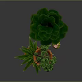 Indoor Plant Arrangement Featuring Hanging Basket Vines And Potted Large Leaf Plants