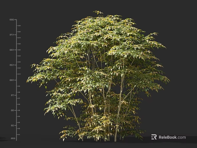 Arbor With Lush Green Yellow Leaves Multi Trunk And Height Scale 3d model