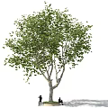 Tall Green Tree With Two People Standing And Sitting Underneath 3d model