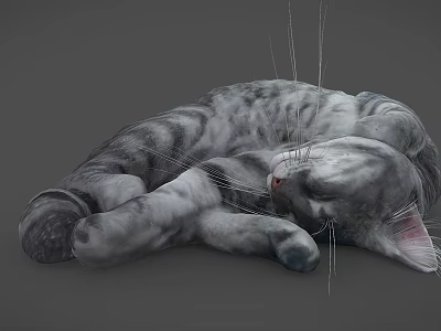 Fluffy Grey Cat Curled Up Sleeping Peacefully On Soft Surface 3d model