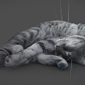 Fluffy Grey Cat Curled Up Sleeping Peacefully On Soft Surface