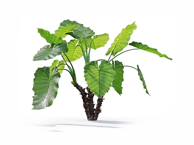 Lush Green Tropical Plant With Large Glossy Leaves And Healthy Growth 3d model