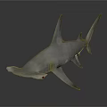 3D Rendered Realistic Hammerhead Shark With Unique Head Structure On Dark Reflective Surface
