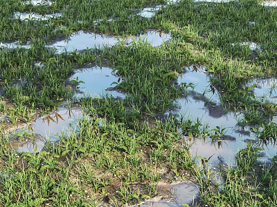 Lush Green Grass Thriving With Shallow Water Puddles In Natural Field 3d model