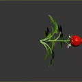 Vibrant Green Leafy Plant With Red Flower Growing In Pink Gravel