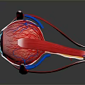 Medical Eyeball Anatomical Model With Detailed Vascular And Internal Structure