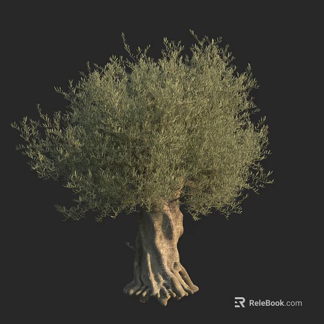 Olive Tree With Thick Trunk And Lush Foliage Isolated On Black Background 3d model 