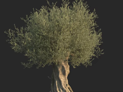 Olive Tree With Thick Trunk And Lush Foliage Isolated On Black Background 3d model