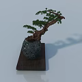 Artistic Pine Bonsai Tree in Stone Pot on Wooden Stand with White Background