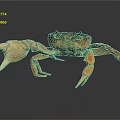 Realistic Orange Brown Crab With Large Claws On Dark Background And Reflection