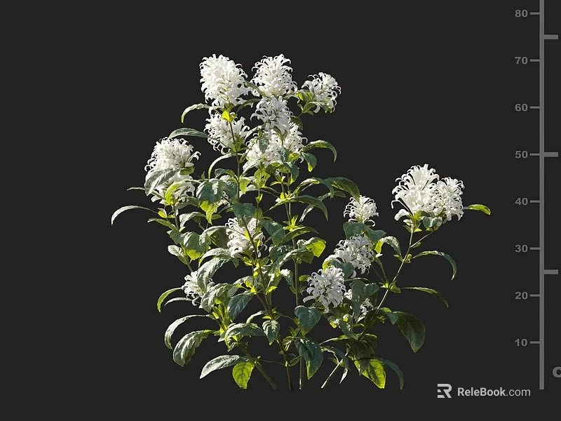 Lush Botanical Plant With White Blooming Flowers And Green Foliage On Dark Background 3d model 