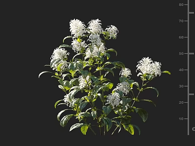 Lush Botanical Plant With White Blooming Flowers And Green Foliage On Dark Background 3d model