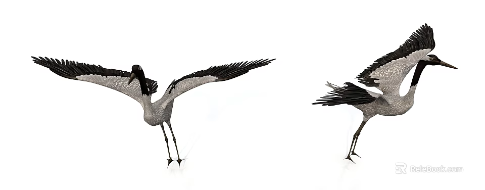 Two Black And White Cranes As Flying Animals Spreading Wings On White Background 3d model 