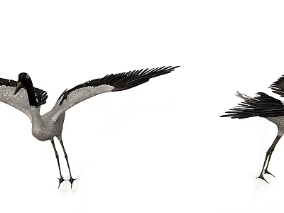 Two Black And White Cranes As Flying Animals Spreading Wings On White Background 3d model