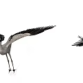 Two Black And White Cranes As Flying Animals Spreading Wings On White Background