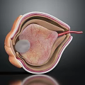 Detailed 3D Human Eye Anatomical Structure Showing Retina And Blood Vessels